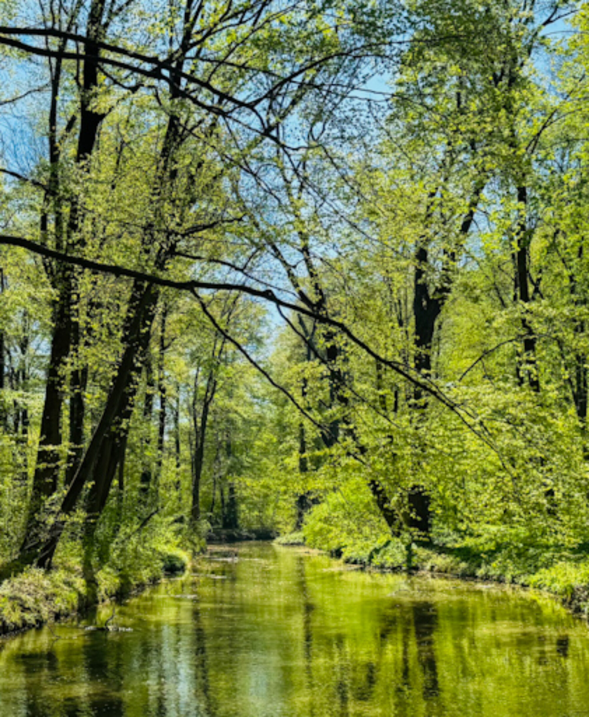 Wald und Fluß im Englischen Garten in München im Sonnenlicht